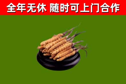 淮阳区烟酒回收冬虫夏草.jpg